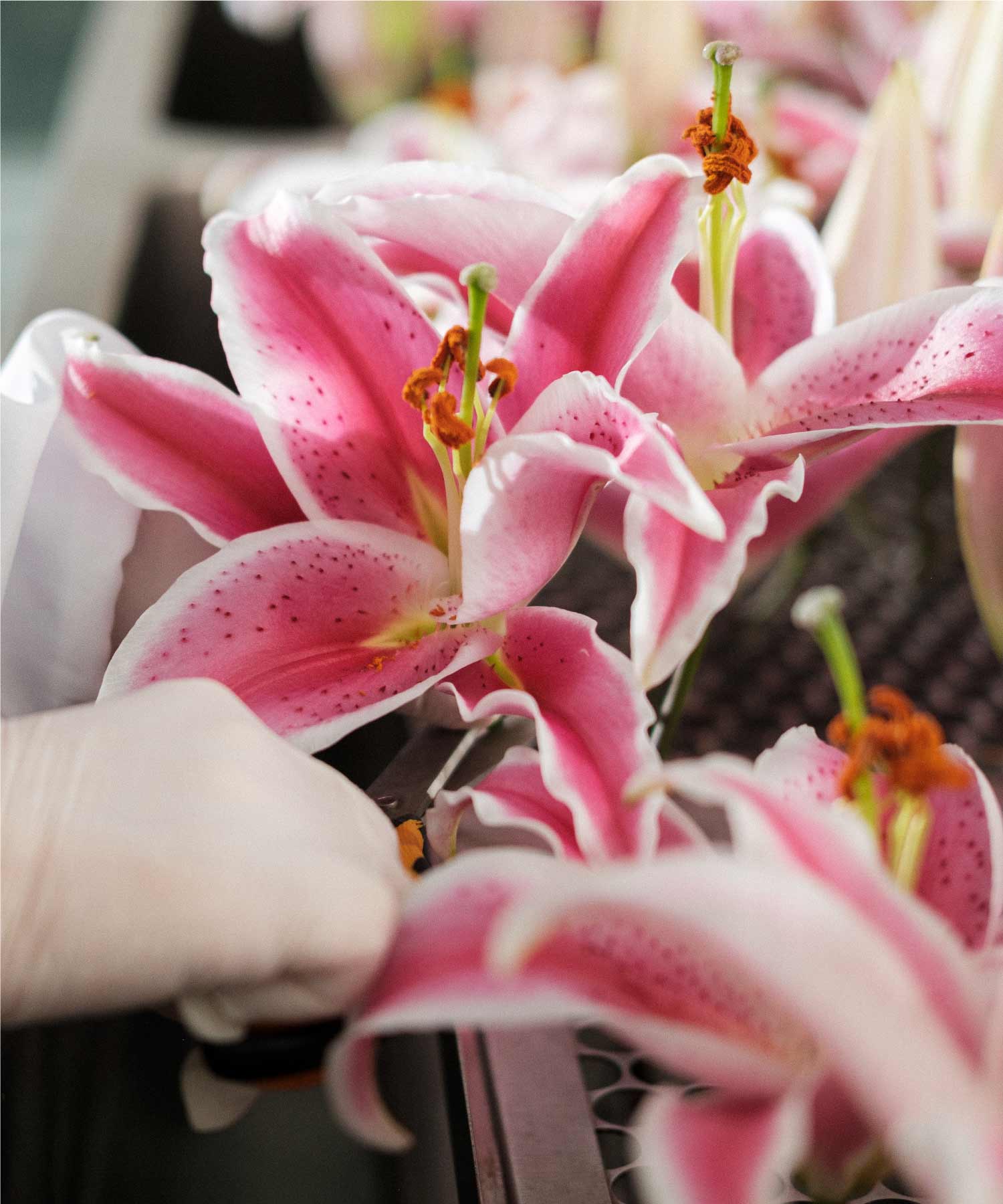 1ª etapa. As flores de lírio – cultivadas especialmente para o Boticário em Holambra (São Paulo) - chegam ainda fechadas e florescem dentro da fábrica do Grupo, na região brasileira de Curitiba. 