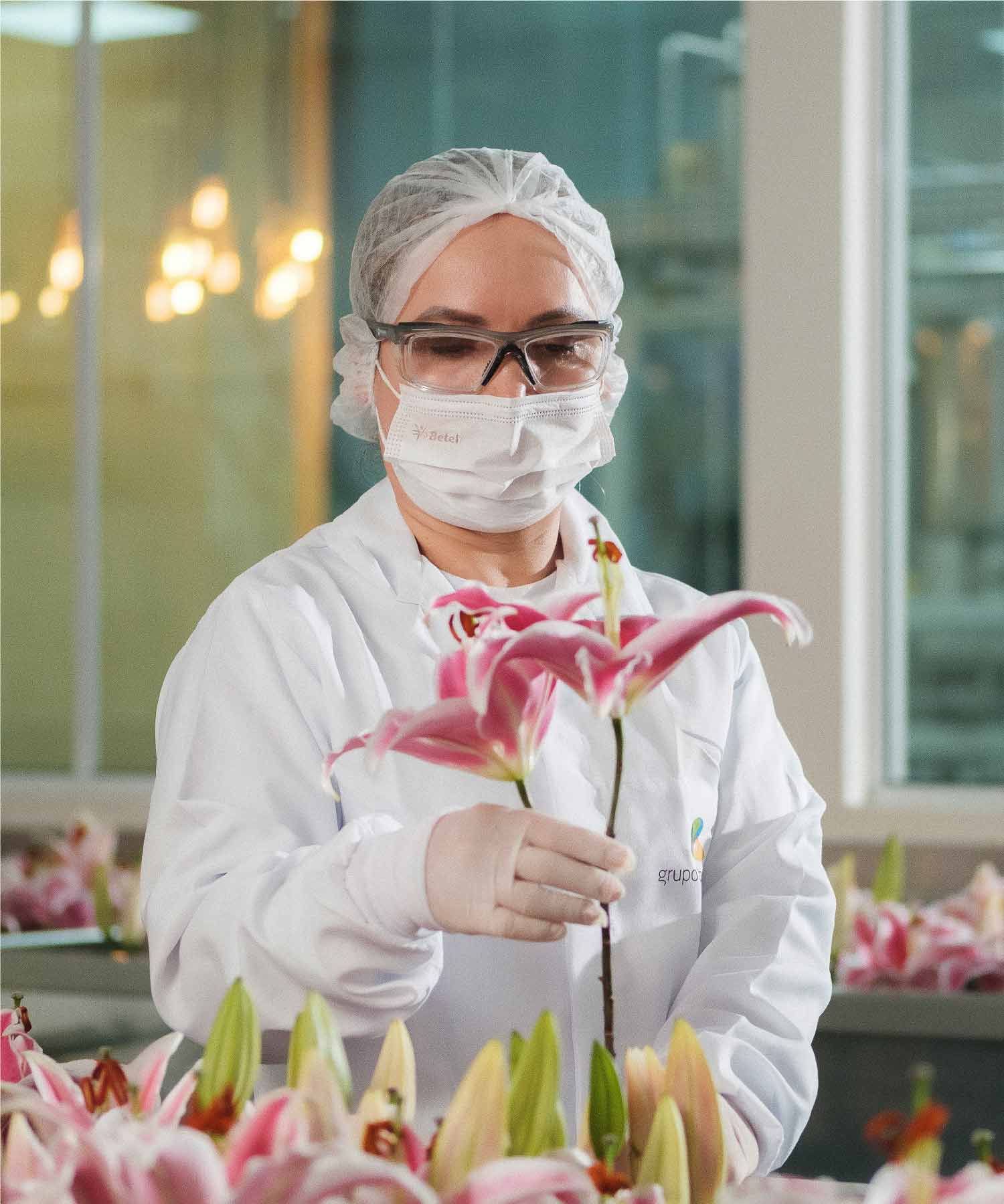 2ª etapa. De seguida, as pétalas são pacientemente retiradas à mão, colocadas em caixas de acrílico e cobertas com uma placa de gordura vegetal, que não lhes toca, mas retém todo o seu perfume. 