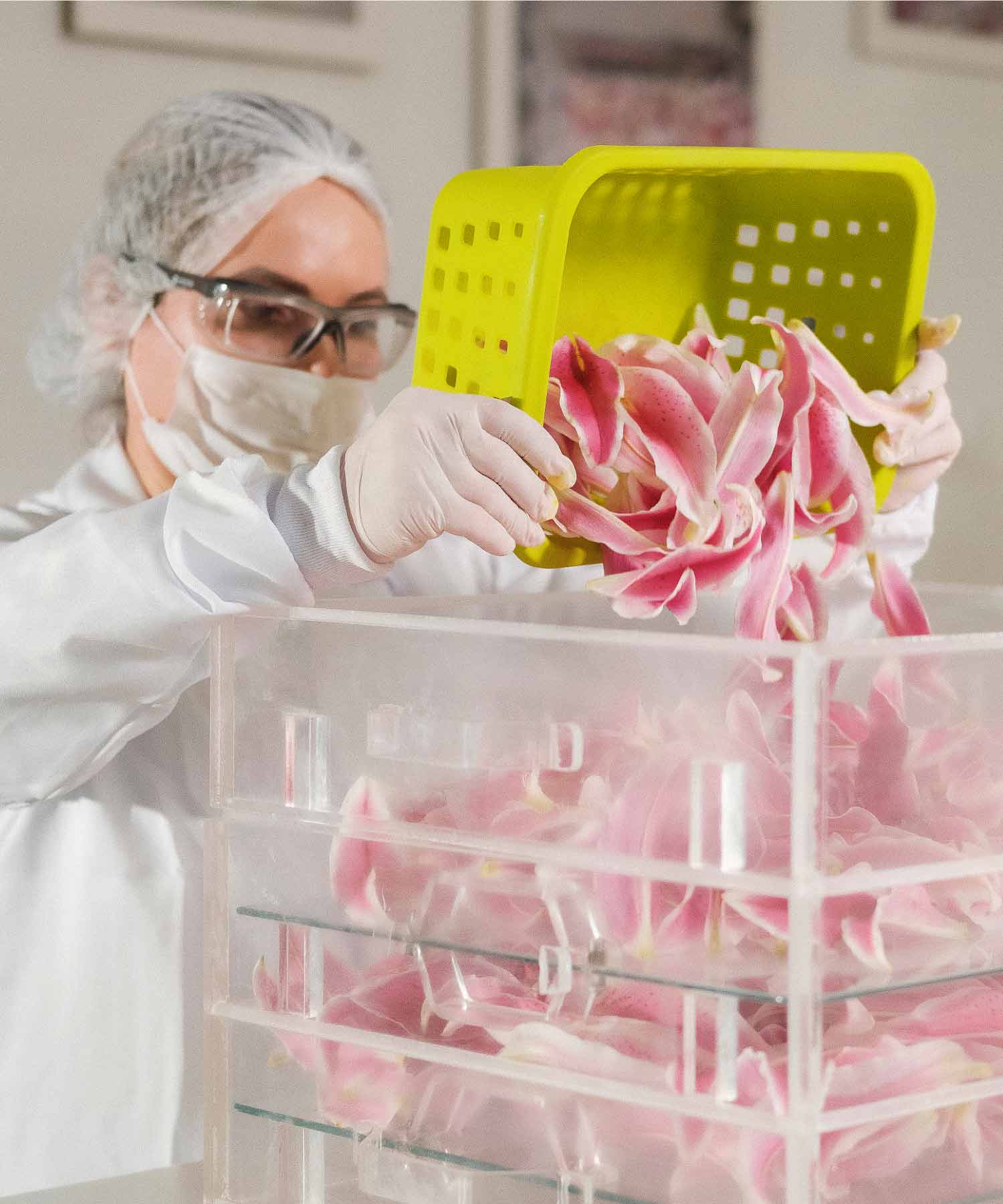 3ª etapa. A cada dois dias, as pétalas são trocadas e, depois de cerca de duas semanas, essa gordura já saturada do perfume das flores é lavada com álcool para se obter o óleo essencial do lírio utilizado na criação das fragrâncias Lily.